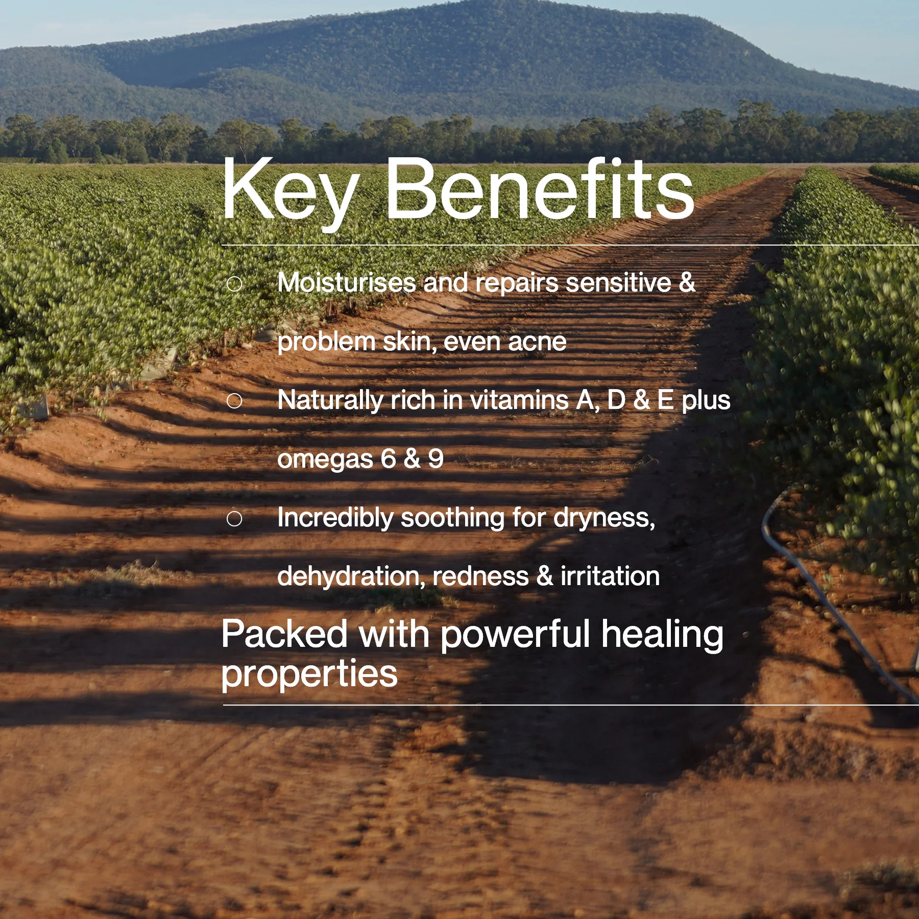 Australian Jojoba - Image 7