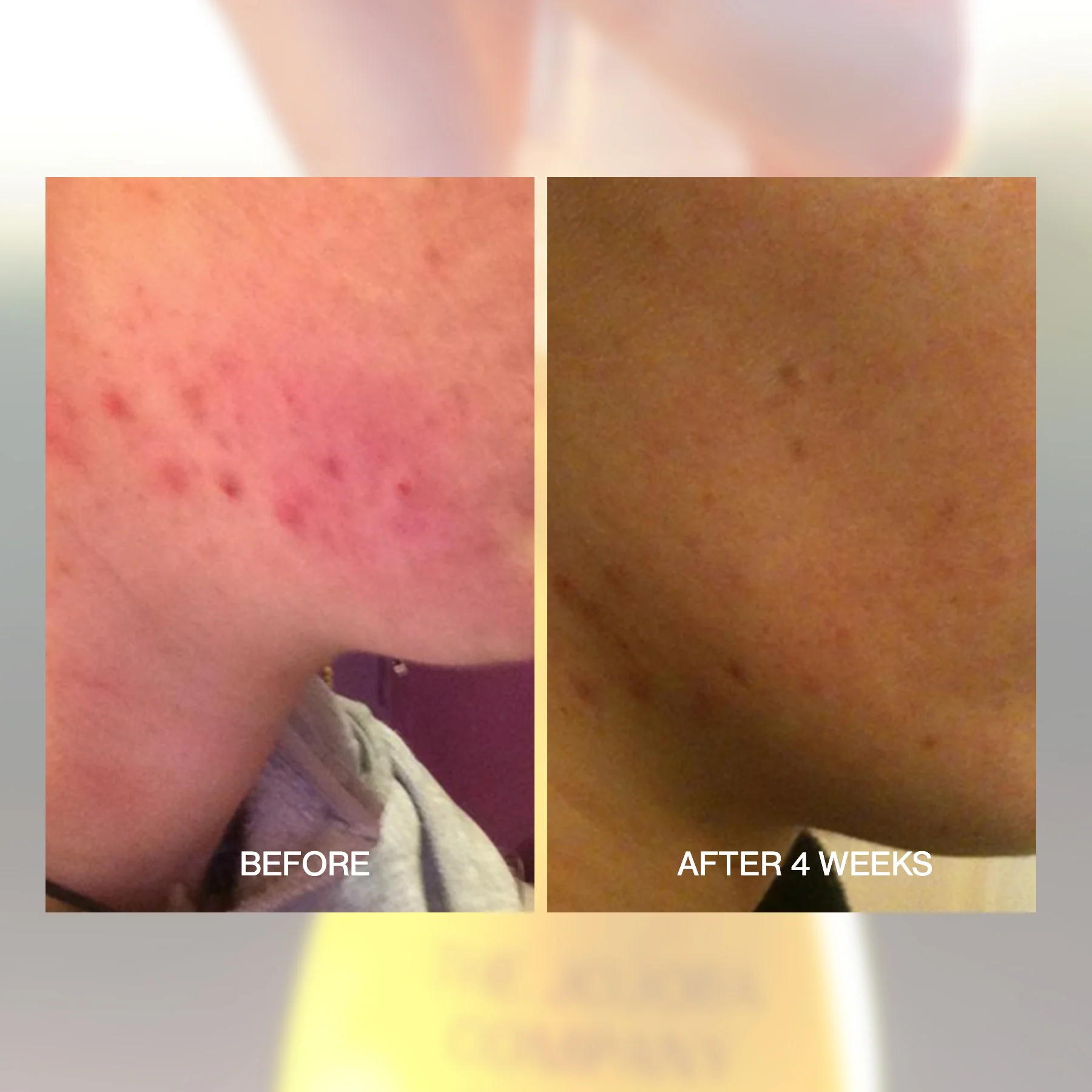 Australian Jojoba - Image 9