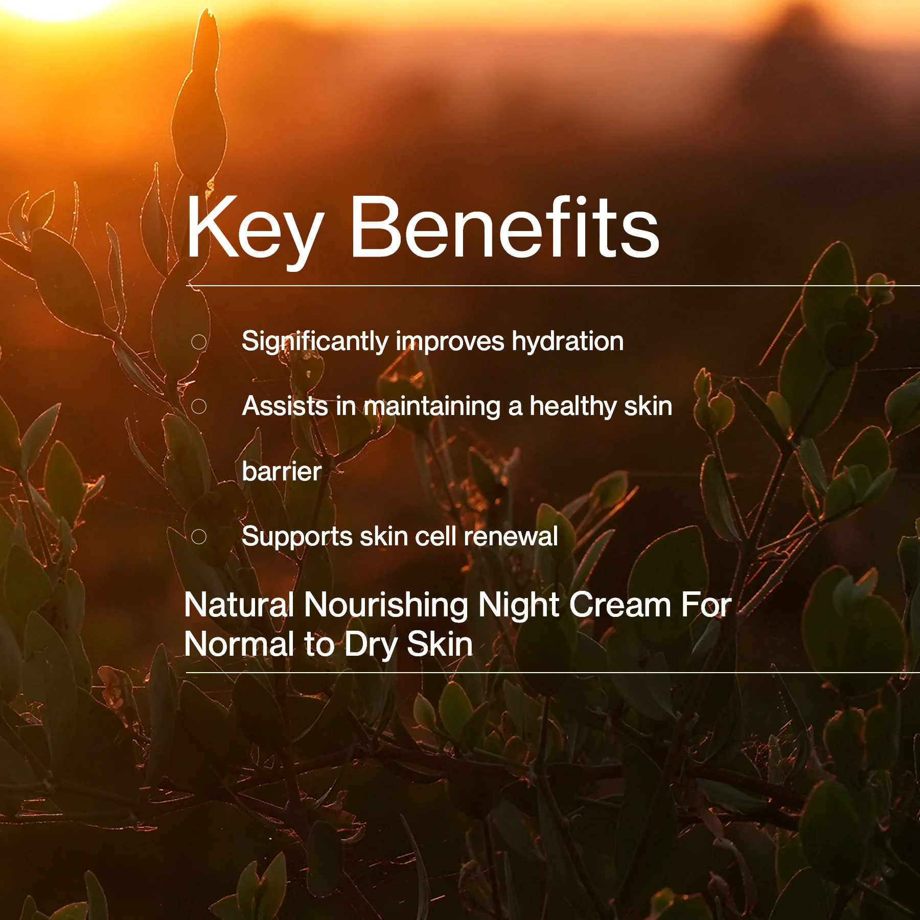 Overnight Multi-biotic Moisture Cream - Image 5
